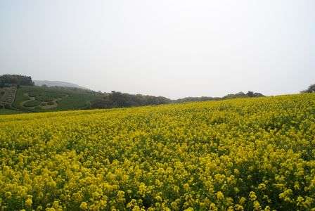 菜の花畑