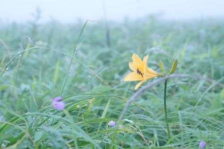 朝露に濡れる...