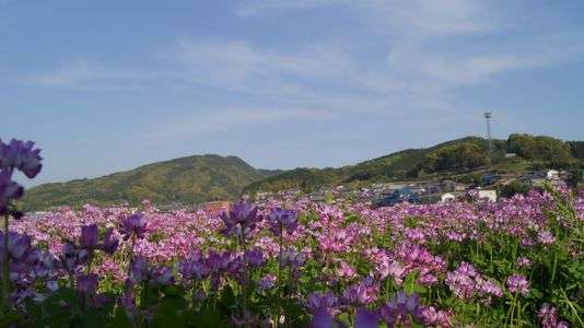 れんげから見た空