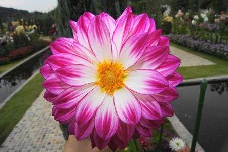 自己主張の強い花