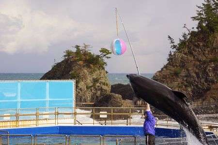 ブルードルフィンプール