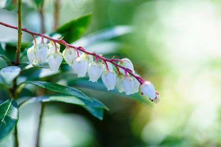 アセビ (万葉植物名あしび）