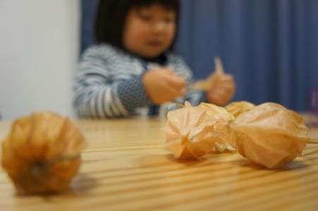 ほおずきに夢中