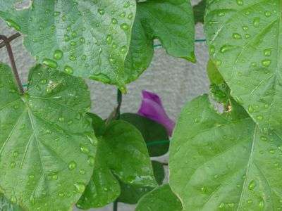 夏の思い出　あ