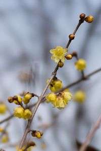 遅い春≪やっとほころび始めた蝋梅≫