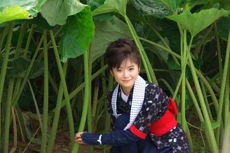 秋田蕗の刈り取り３