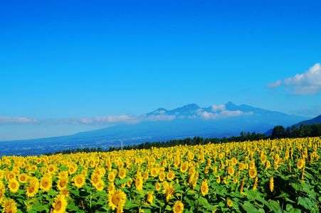 南アルプスとヒマワリ