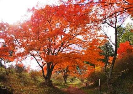 紅葉まっさかり