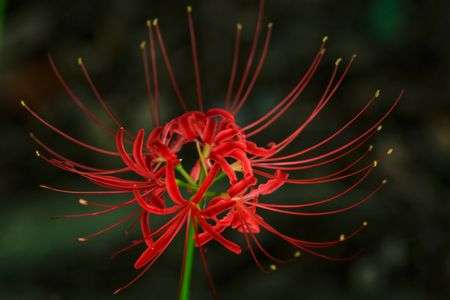 曼珠沙華 -Lycoris Radiata-