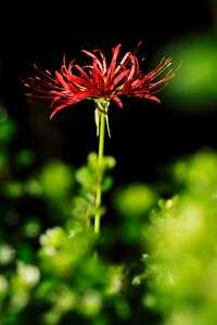 花火華(ハナビバナ)