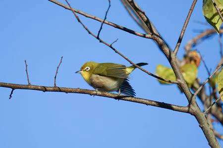落ち着きのないメジロ