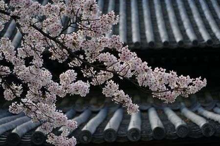 京都　立本寺の桜