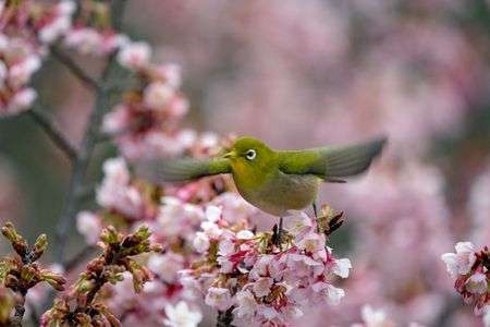 飛びます　飛びます