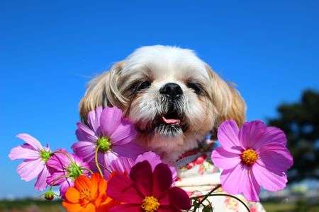 #ペット自慢2024_犬#