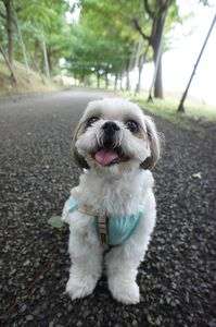 #ペット自慢2024_犬#