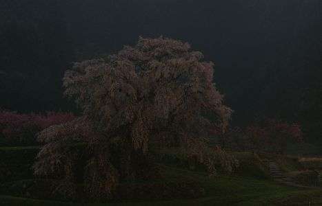 夜霧にたたずむ又兵衛桜