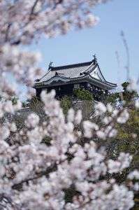 天守と桜