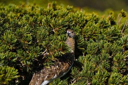 木曽駒のライチョウ