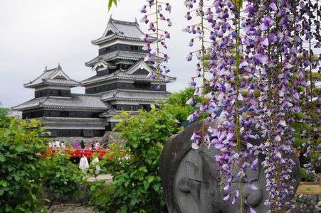 松本城と藤の花