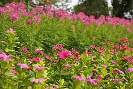 なでしこ（？）