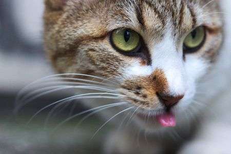 今日の猫ちゃん