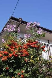 満開のピラカンサと皇帝ダリヤ