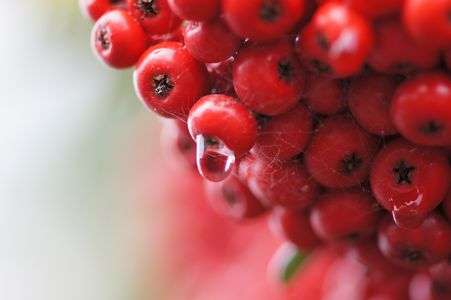 ピラカンサスの赤い果実