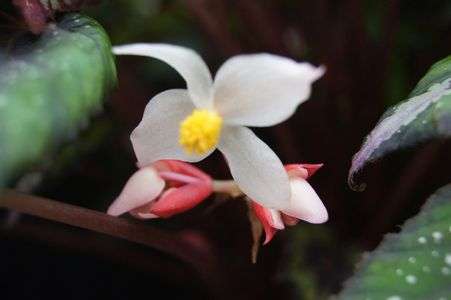 ベコニア-レックスス