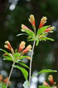 高らかに　謳う