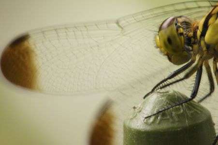 じっと　時を待つ