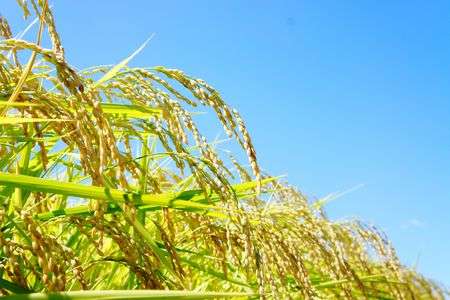 今年も実ってくれました