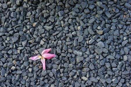 チューリップの死