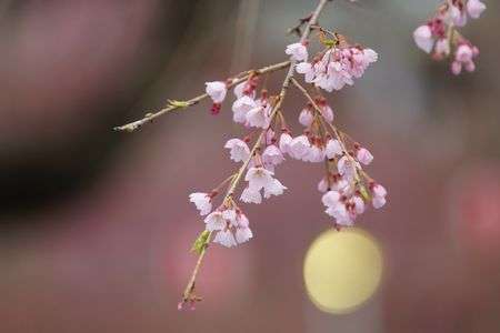 ようやく咲いた枝垂れ桜