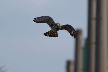 鳥さん撮り散歩 (^^♪