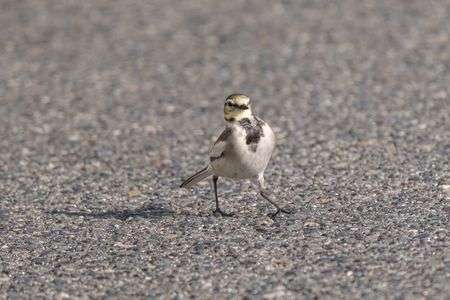 鳥さん撮り散歩 (^^♪
