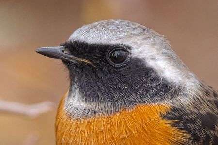 鳥さん撮り散歩 (^^♪
