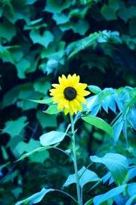 早咲きの向日葵