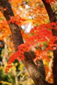 イロハモミジの色づき