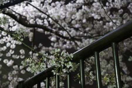 桜の触れる金属の感触