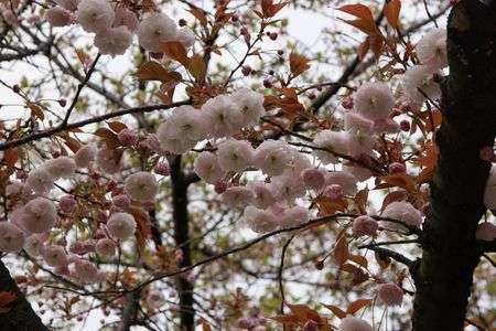 ソメイヨシノの次は？