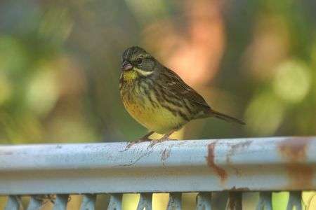 遊歩道のアオジ