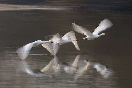 三兄弟　#生きもの_一般#