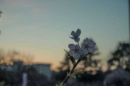 夕暮れの玉縄桜