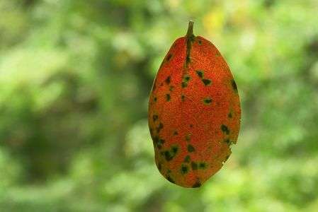 マジック～浮葉  Two  ～