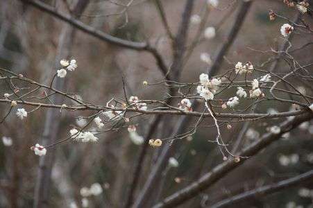 梅の花