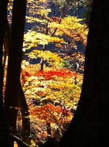 紅葉の趣き（パレット🎨）