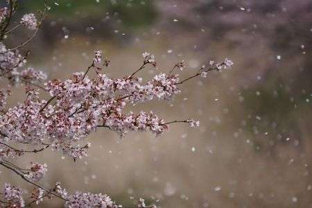 花舞う頃