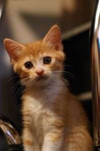 よ　ん　だ　？