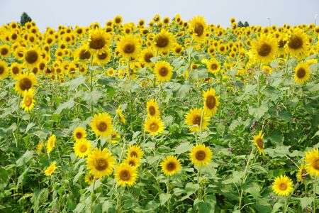 ひまわり尽くし