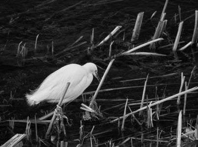 白鷺なのでしょうか